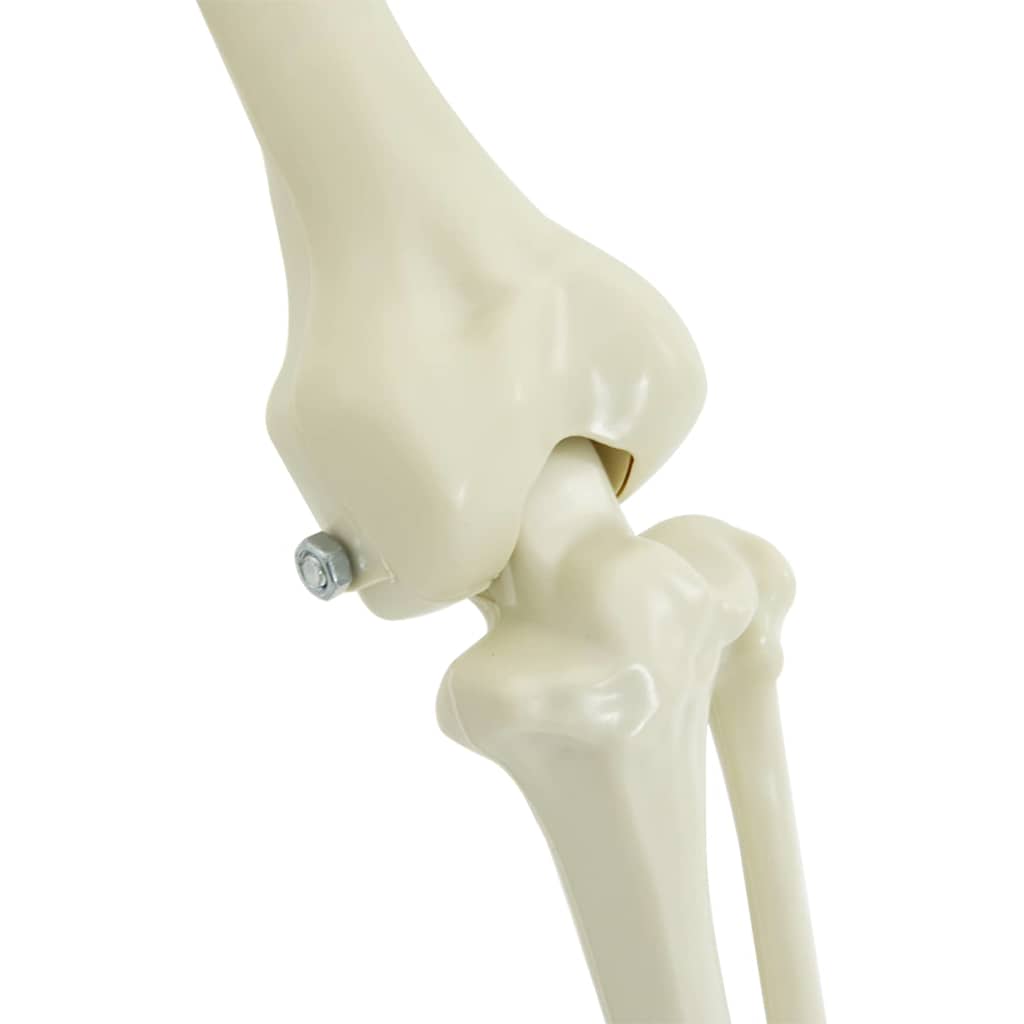 Schelet de decorare de Halloween 2 pcs Alb Polipropilenă