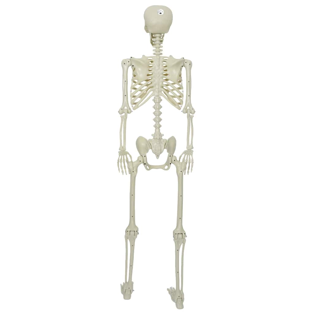 Schelet de Halloween Alb 155 x 38.5 cm Plastic